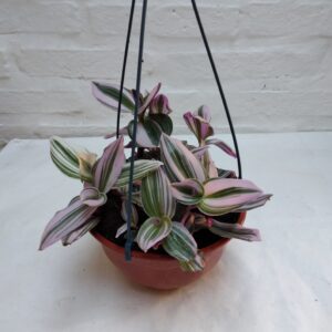 Tradescantia rosada B18