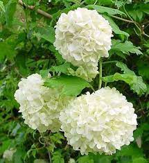 Copo de nieve (Viburnum opulus)