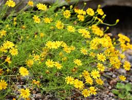 Euriopsis 3 lts