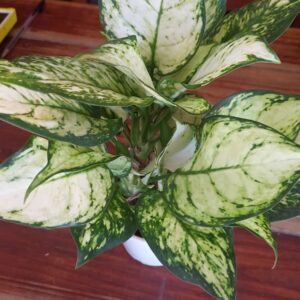 Aglaonema blanca M12