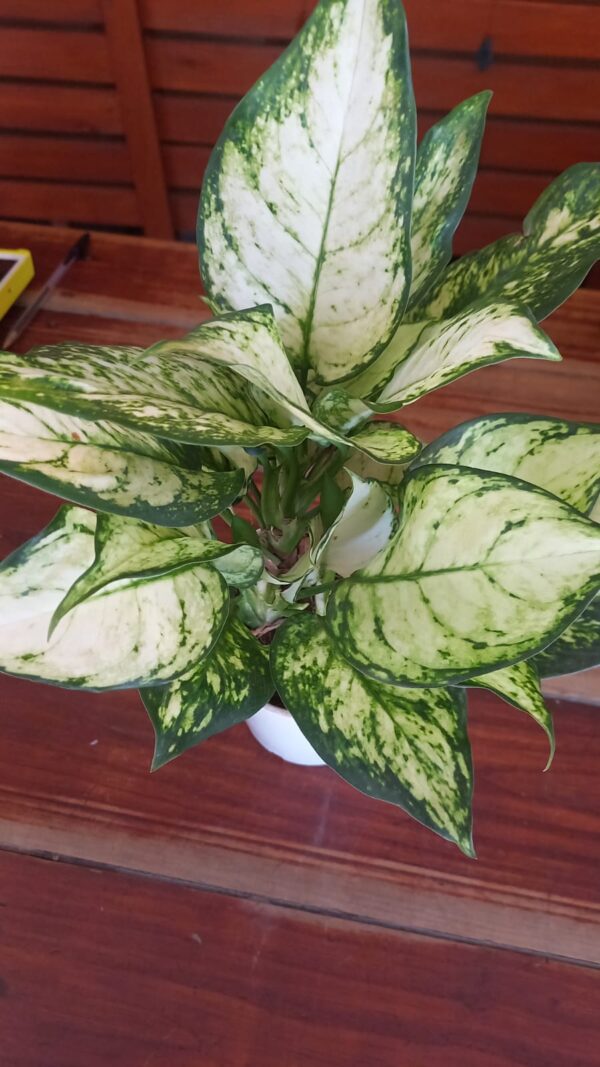 Aglaonema blanca M12