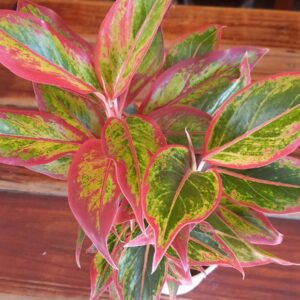 Aglaonema roja M12