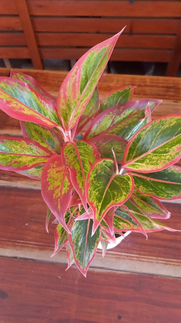 Aglaonema roja M12