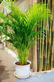 Palmera Areka 10 lts