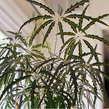 Aralia Elegantisima 8 lts