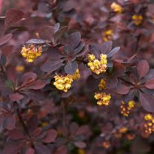 Berberis artopurpurea 3 lts