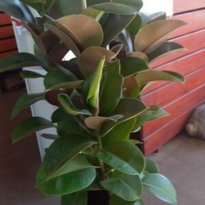 Ficus Cloe M24