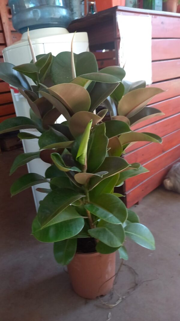 Ficus Cloe M24
