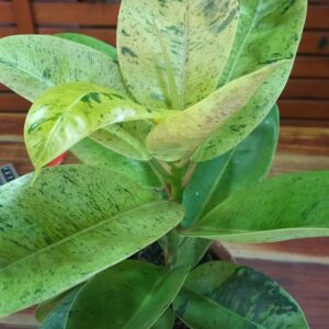 Ficus Shivereana M17