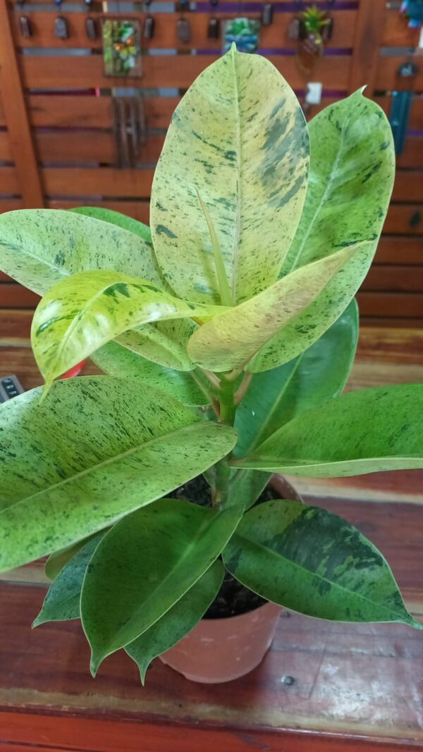 Ficus Shivereana M17
