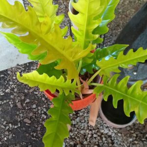 Philodendron Gergaji Golden M24