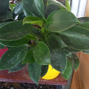 Philodendro Green Princess M15