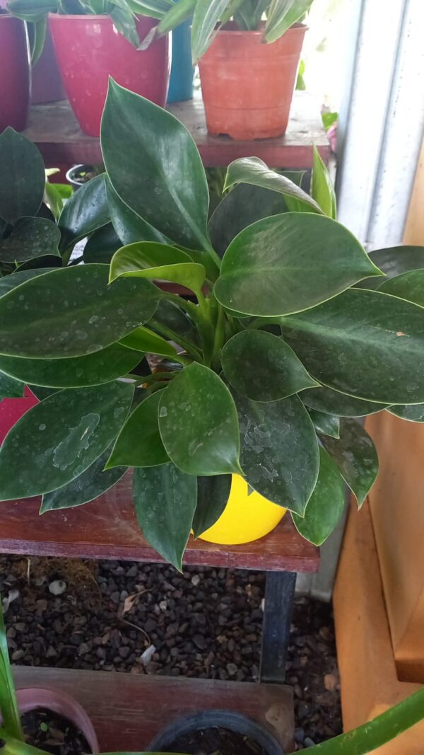 Philodendro Green Princess M15