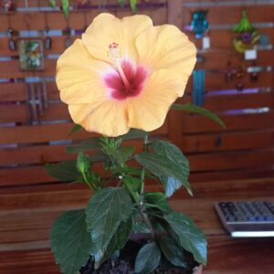 Hibiscus M15