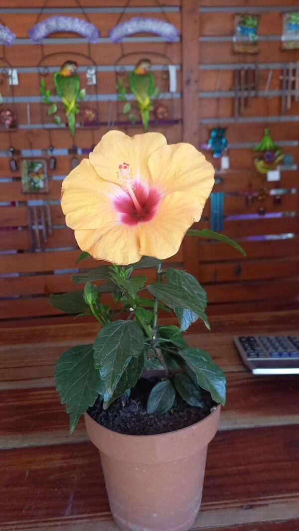 Hibiscus M15