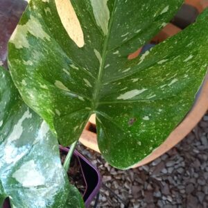 Philodendron Monstera Thai Constelation M18