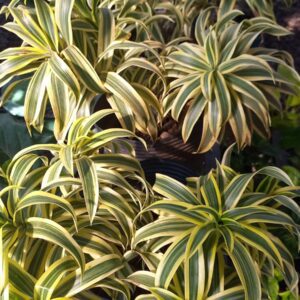 Dracaena reflexa variegada 8 lts