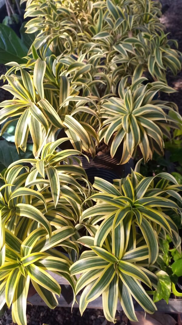 Dracaena reflexa variegada 8 lts