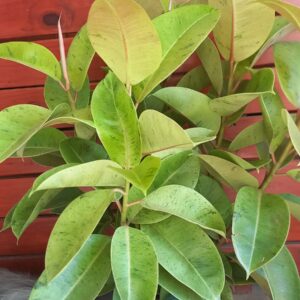 Ficus Shivereana M24