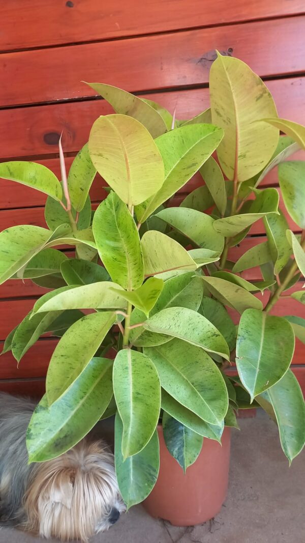 Ficus Shivereana M24