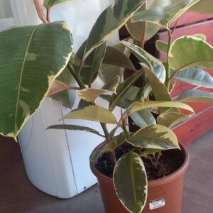 Ficus Tineke M24
