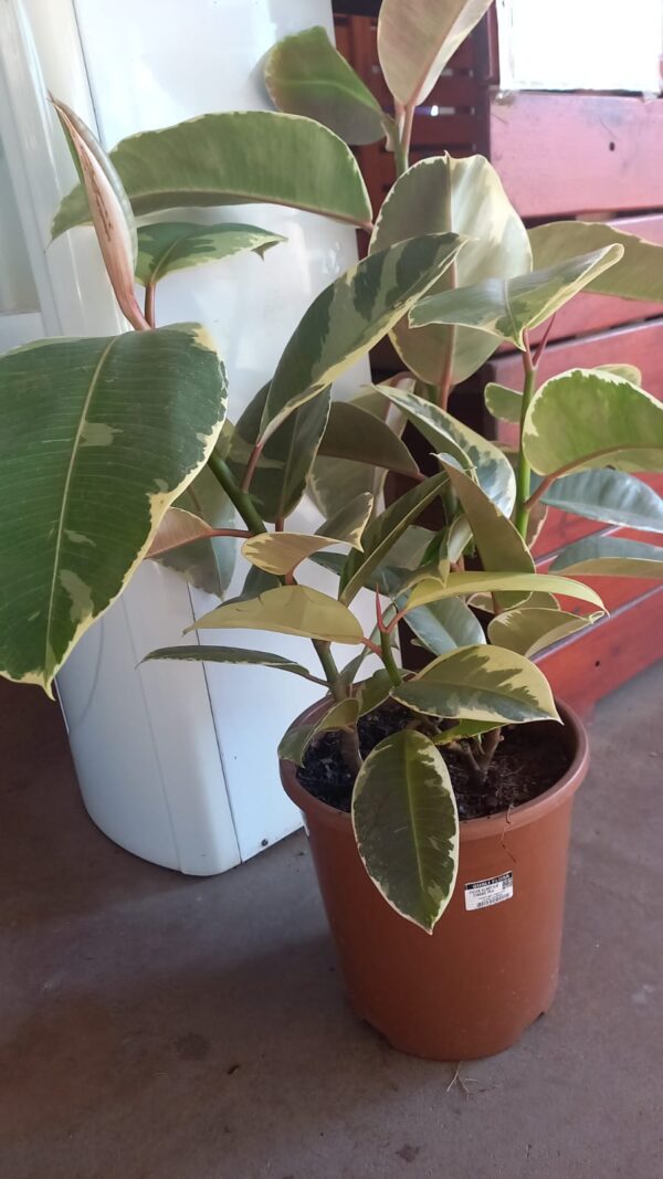 Ficus Tineke M24