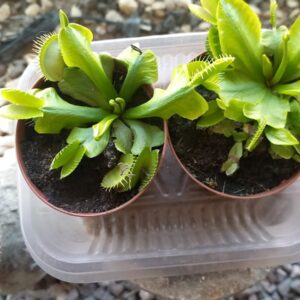 Venus atrapamoscas M10