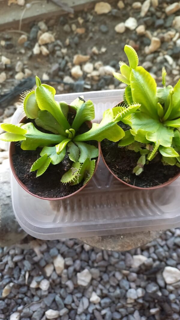 Venus atrapamoscas M10
