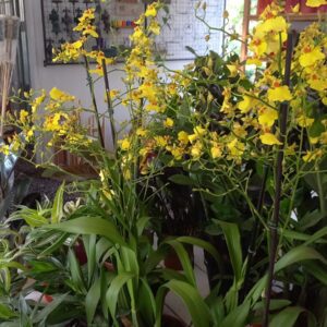 Orquidea Oncidium Aloha