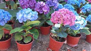 Hortensia surtida 5 lts