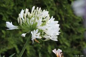 Agapanthus blanco 3 lts