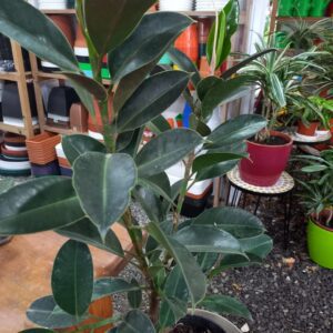 Ficus gomero cavernet 8 lts