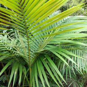 Palmera seaphortia 30 lts