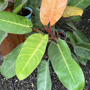 Philodendro Orange M15