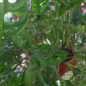 Philodendro peruviano B18