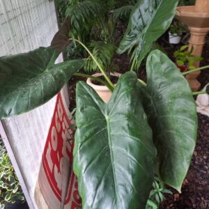 Alocasia Regal Shield 10 lts