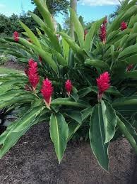 Alpinia purpurea (gingiber) 5 lts