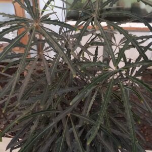 Aralia elegantisima M19