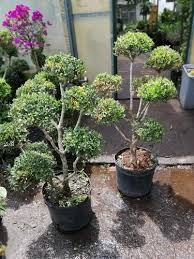 Buxus varias cabezas 10 lts