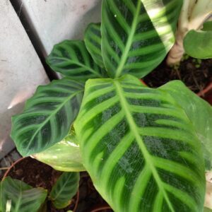 Calathea zebrina M12