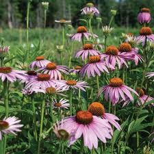 Echinacea 3 lts