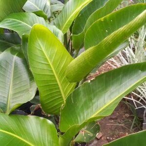 Flor de pajaro blanca 3 lts