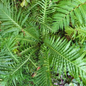 Helecho arborescente (Gibbum) M17