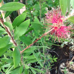 Limpiatubos rojo 10 lts