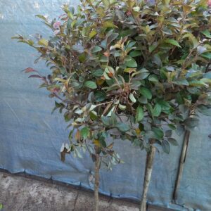 Loropetalum topiario 10 lts