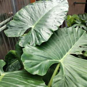 Oreja de elefante 8 / 10 lts