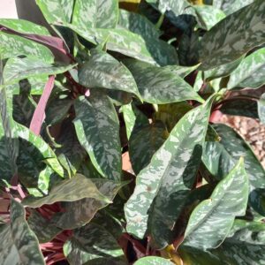 Philodendron Aproballis Tristan M14