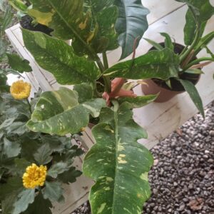 Philodendron King of Fire M14