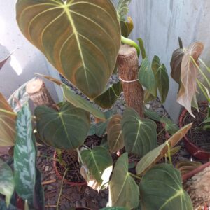 Philodendron Melanochryasum M13