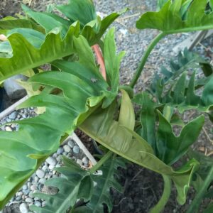 Philodendron Narrow 10 lts